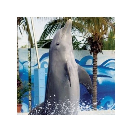 Nado con Delfines en Isla Mujeres - Envío Gratuito